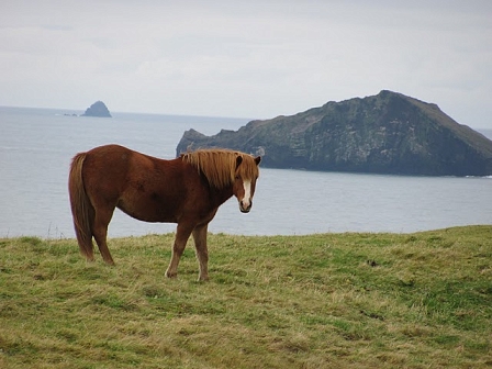 Westmann Islands Landscape with Horse